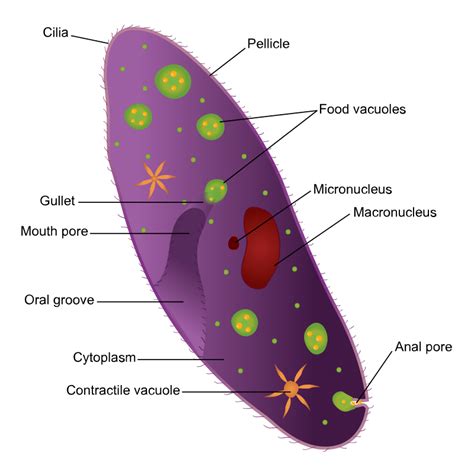 macronucleus and micronucleus paramecium